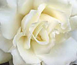 衛生香香精-白玫瑰香精